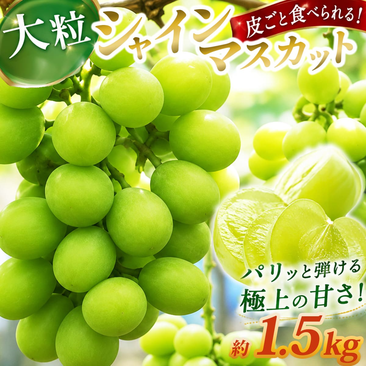 【ふるさと納税】＼数量限定／草山ぶどう園のブドウ（シャインマスカット）2房 約1.5kg | ぶどう 葡萄 マスカット お中元 ギフト 果物 夏 ふるさと 産地 直送 農園 家庭用 完熟 大粒 大きい 限定 プレミアム 神奈川 秦野 | 031-03