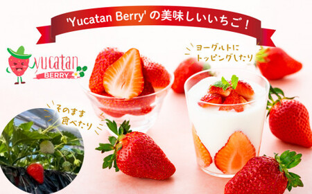 AA1-001 長生村産いちご 280g×2パック【2026年産】