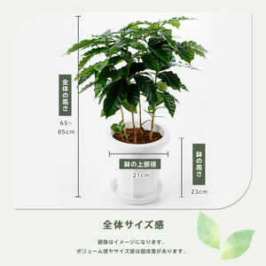 4月上旬～発送【観葉植物】コーヒーの木65cm～85cm(Green Base/014-1400) 南国鹿児島県で育った 観葉植物！植物 鉢付 インテリア 室内 オフィス おしゃれ プレゼント ギフト
