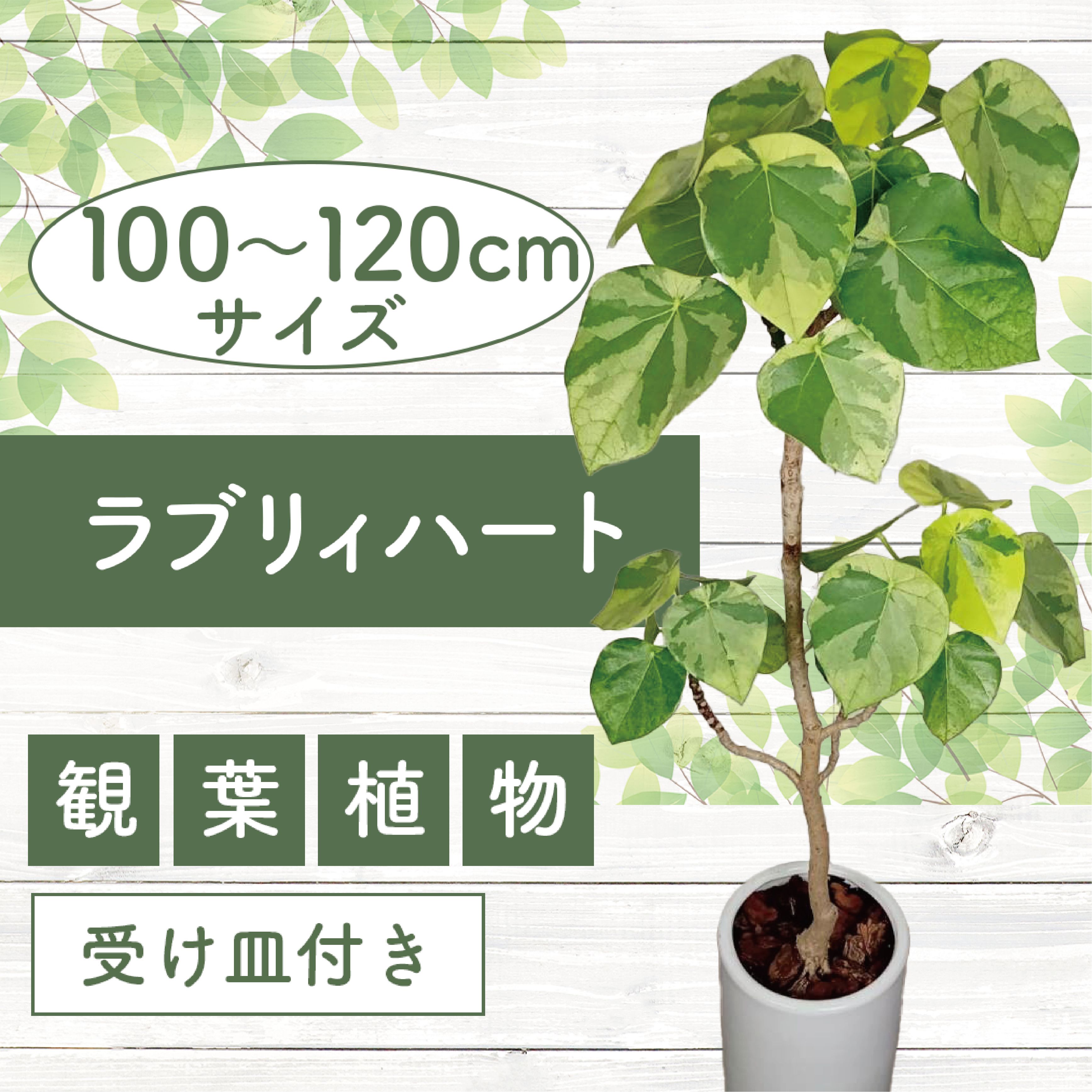 【ふるさと納税】＜2026年9月上旬以降順次発送＞ ラブリィハート (鉢底より高さ100cm〜120cm前後・ホワイト陶器鉢・専用受け皿付き) ※北海道・沖縄・離島配送不可※ 観葉植物 鉢 おしゃれ インテリア グリーン 大型 【トロピカルフルーツ＆プランツ】