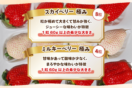 [数量限定] スカイベリー 極み×ミルキーベリー 極み 12粒《1月初旬～2月初旬に順次発送》 澳原いちご農園 | いちご イチゴ 苺 フルーツ スカイベリー ミルキーベリー 果物 産地直送 栃木県産