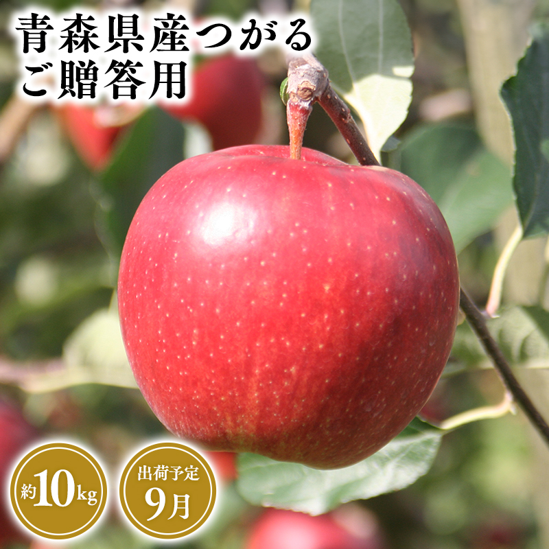 9月発送　贈答用つがる10ｋｇ　【そと川りんご園・9月・青森県産・平川市・りんご・つがる・10ｋｇ・贈答用】