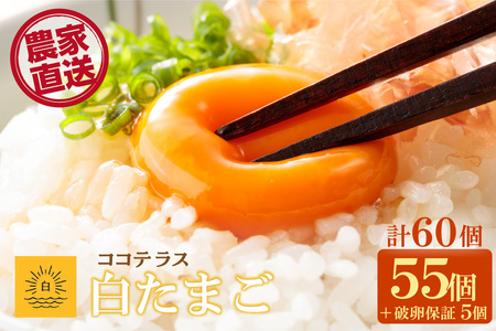 ココテラスの朝日（白たまご）55個 + 5個保証（計60個）【JGAP認証】 農家直送 新鮮 卵 タマゴ 白卵 玉子 鶏卵 朝食 夕食 夜食 朝ごはん たまご焼き だし巻き卵 オムレツ 卵ご飯 料理 濃厚 飼料にこだわった 卵かけご飯 米たまご 生卵 大容量 お取り寄せ 愛知県 常滑市