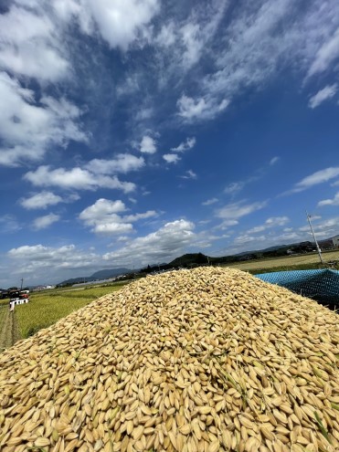 米 10kg 行徳農園のお米 ひのひかり 筑後小郡産 農家直送 お米 コメ