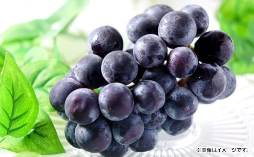 【先行予約】黒い宝石「種なしピオーネ」2kg【ピオーネ 2kg ぶどう 種無し ピオーネ種無し ぴおーね ブドウ 葡萄 3房～5房 2.0kg 2キロ たねなし 大粒 期間限定 季節限定】