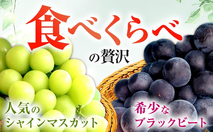 果物 シャインマスカット マスカット ぶどう ブラックビート 大粒 しゃいんますかっと 葡萄