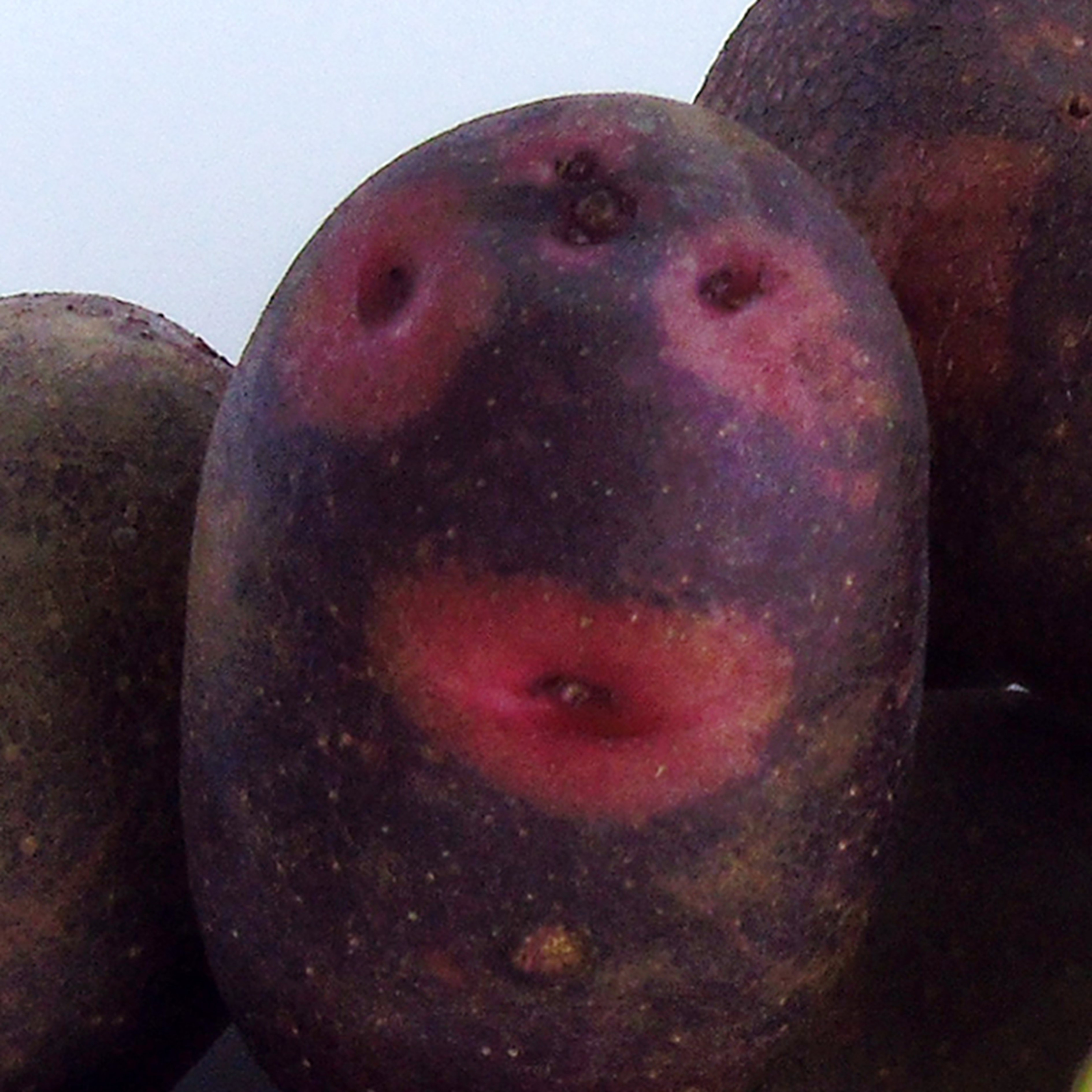 いい顔してますね～。ネーミング通りのお顔立ち✨