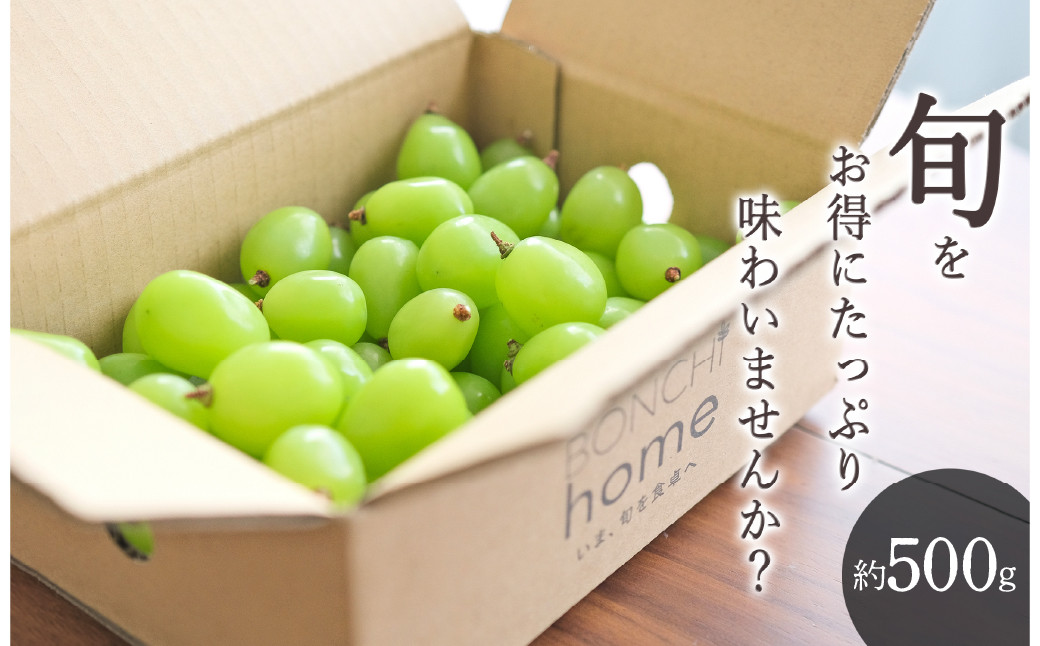 
＜25年発送先行予約＞笛吹市産　たっぷり粒詰めシャインマスカット 約500g 193-014
