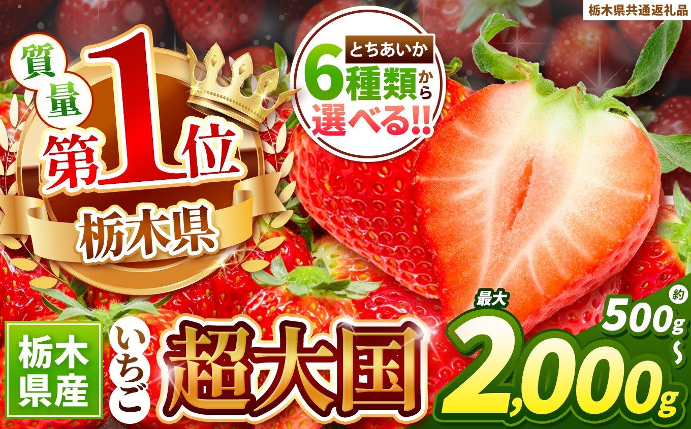 
            苺 選べる種類(6種)・内容量！とちあいか 【先行予約】 | 定期便 果物 くだもの フルーツ 野菜 やさい ヤサイ 苺 イチゴ いちご とちあいか 新鮮 甘い 数量 限定 美味しい 果物 共通返礼品 フルーツ デザート 【栃木県共通返礼品】 栃木県 下野市 送料無料
          