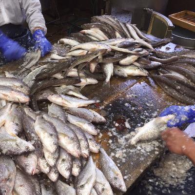 ふるさと納税 印南町 西山蒲鉾店 紀州名産「なんば焼」3枚箱入 |  | 01