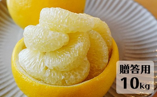 【ふるさと納税】【先行予約・2027年1月】土佐文旦 贈答用 10kg　数量限定 高知県産 文旦 路地 農家直送 早出し