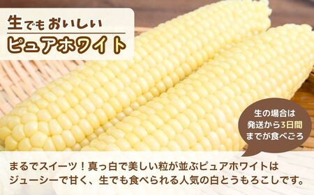 とうもろこし ゴールドラッシュ ピュアホワイト 食べ比べ 6本 | とうもろこし とうもろこし とうもろこし とうもろこし とうもろこし