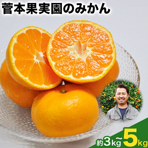 【ふるさと納税】秋 旬 みかん フルーツ 期間限定 柑橘 『菅本果実園』　みかん★約3kg★約5kg(2S-Lサイズ) 【日付指定不可】 フルーツ 秋 旬★熊本県玉名郡玉東町 全国にファン多数！エコファーマー菅本さんのみかん♪『菅本果実園』《11月中旬-12月末頃出荷予定》