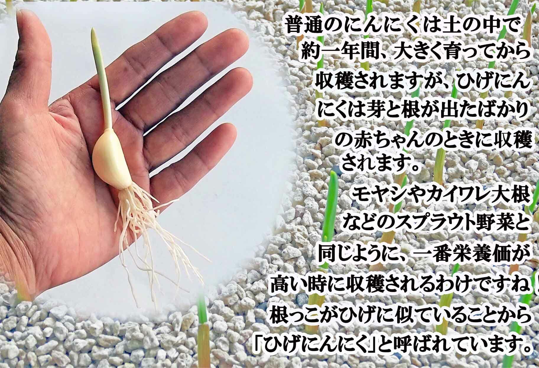 【発芽ひげにんにくと有精卵】 ひげにんにく玉 1袋 （1袋60粒入） / にんにく卵黄 にんにく ニンニク にんにく玉 健康食品 / 佐賀県 / 日本にんにく [41AAAO001]