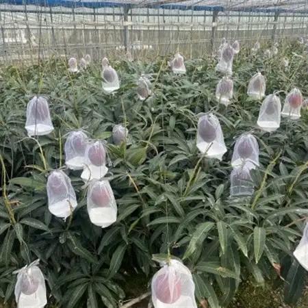 【先行受付・2026年6月から順次発送】山城フルーツ園のアーウィンマンゴー黄王2kg【配送不可地域：離島】【1441540】