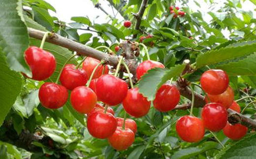 8-028-005　サトケンさんのさくらんぼ 佐藤錦（2L）600g