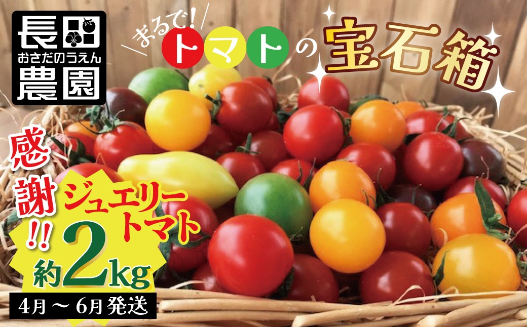 【2027年発送】約2kg！まるでトマトの宝石箱！フルーツジュエリートマト 4月～6月発送 長田農園 産地直送 カラフル トマト とまと 野菜 やさい フルーツ サラダ 濃厚 甘い ご褒美 プレゼント 美容 健康 リピート多数 人気 高評価 先行受付 数量限定 碧南市 H004-238