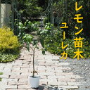 【ふるさと納税】植物 レモン 苗木 品種 ユーレカ 3年生苗 レモンの木 ガーデニング　朝倉市