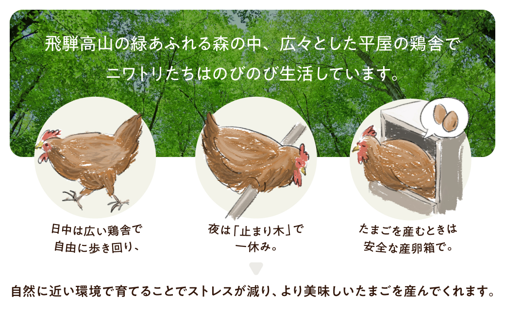 【定期便 12ヶ月】平飼い 自然卵 24個 セット たまご 卵 飛騨高山 森のたまご農園 LW104 | 定期便 たまご 定期便 卵 平飼い 平飼い卵 定期便 たまご 定期便 卵 平飼い 平飼い卵 定