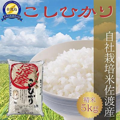 ふるさと納税 佐渡市 自社栽培米新潟県【佐渡産】こしひかり(精米5kg)