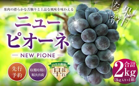 ニューピオーネ 2kg 早採れ（ハウス栽培） ぶどう 葡萄 フルーツ 果物 岡山県 岡山県産 2026年 先行予約 【2026年7月上旬-7月下旬発送予定】