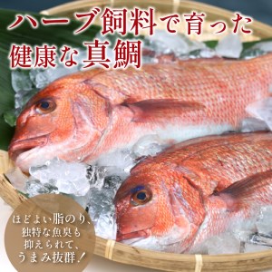 【B2-123】鯛だし万能すーぷ付！ハーブ仕立ての鯛しゃぶセット工場直送たっぷり3人前