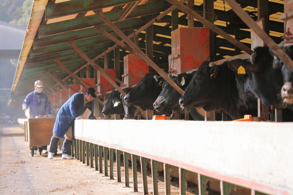 ＜A4ランク未経産黒毛和牛＞【指宿育ち】イチボ+ランプステーキ各120g(Meat you/012-1184)