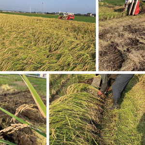 令和7年産 茨城県水戸市常澄産コシヒカリ みと米2kg【こしひかり お米 米 水戸市 茨城県】（EX-5）