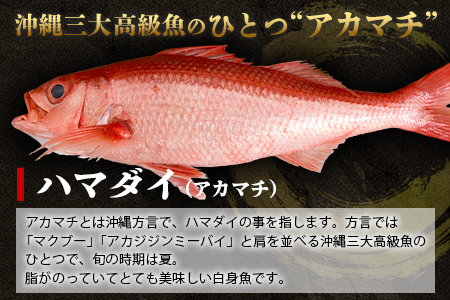【予約受付】【2024年3月以降順次発送】高級ブランド魚 尖閣赤マチ 1尾 約1kg 下処理済【沖縄三大高級魚】 GK-3