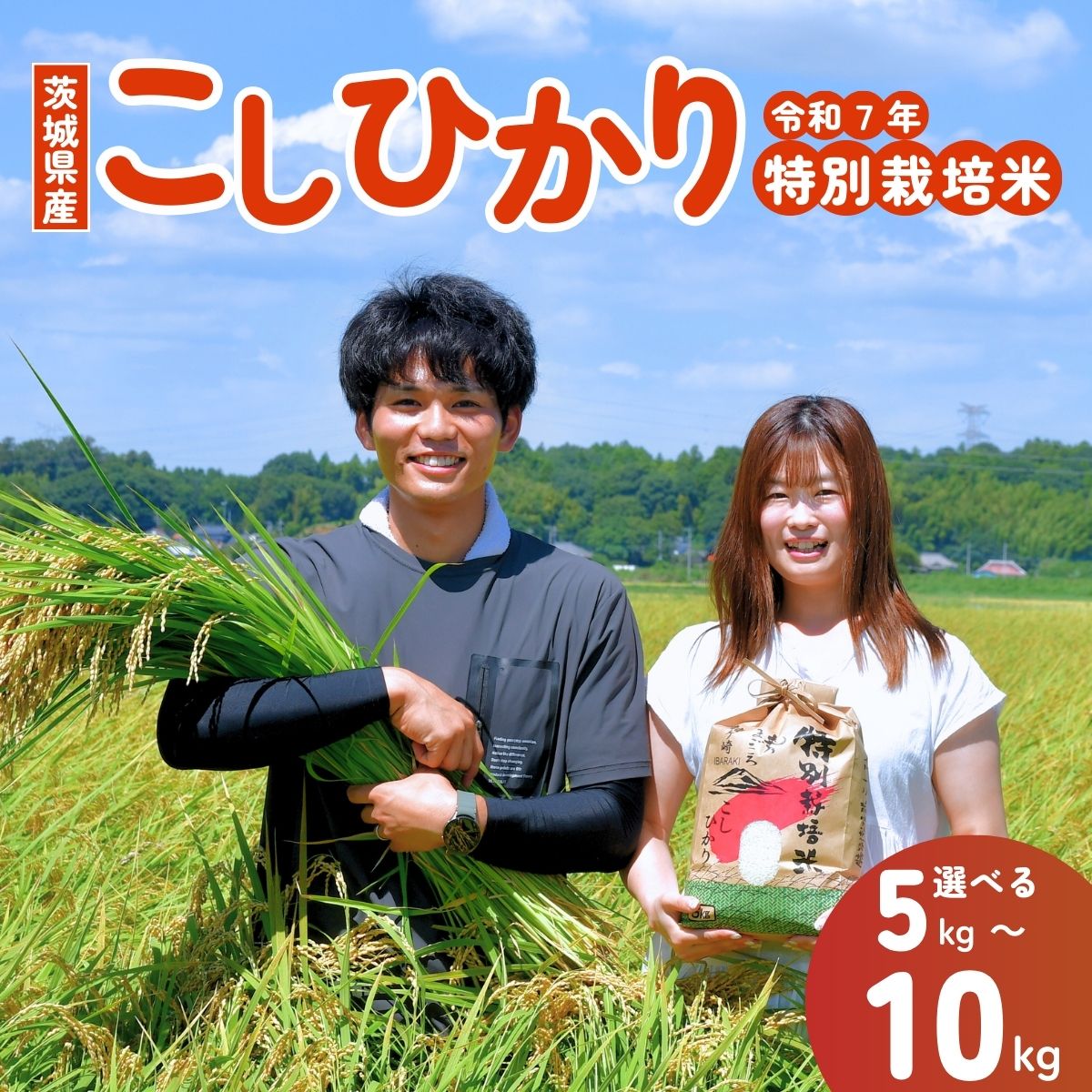 【ふるさと納税】【令和7年度新米】龍ケ崎のこだわり 特別栽培米 コシヒカリ 選べる5kg〜10kg ? こしひかり お米 米 こめ 白米 精米 新米 冷めてもおいしい 美味しい こだわり おにぎり 茨城県 龍ケ崎市産