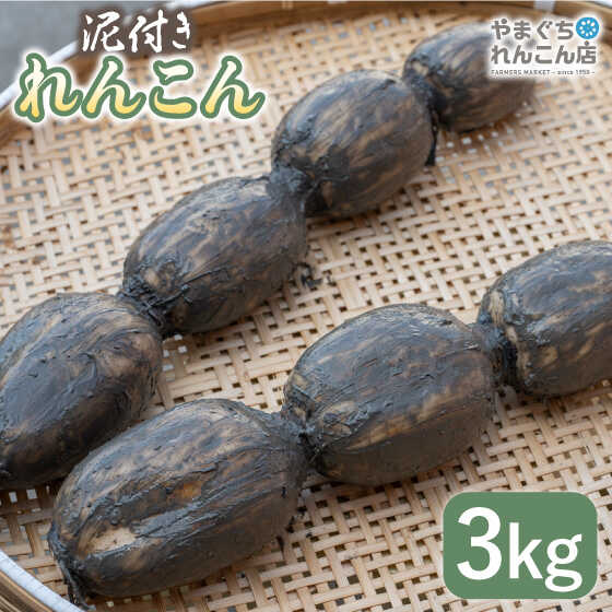 【ふるさと納税】【年内配送】【祖母は103歳 健康長寿の源！】 白石 れんこん 3kg【やまぐちれんこん店】 蓮根 レンコン 根菜 野菜 佐賀県産 [ICT001]