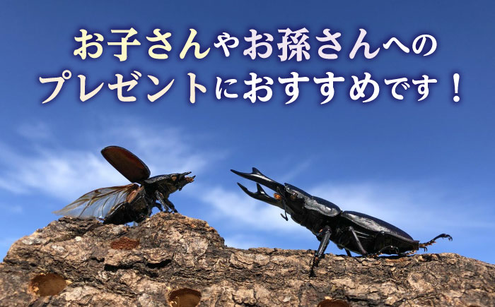 オオクワガタ ペア (Lサイズ)　糸島市 / 糸島クワガタの森 昆虫 ペット [AUN004] クワガタ オオクワガタ  クワガタムシ 昆虫 ペット 虫 生体 国産 ペア 成虫
