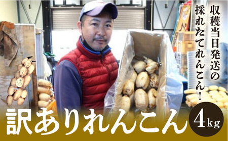 れんこん 訳あり 4kg ｜レビュー☆4.54・テレビ紹介 千葉県神崎町の蓮根 きんぴら・煮物・サラダに ※4～9月上旬受付分は9月中旬以降順次発送【ふるさと納税 人気 野菜 蓮根 レンコン きんぴら 訳あり 無選別 4kg 千葉県 神崎町】 [013-a002]