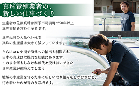 ＜打ち抜き海水で育てた「すじ青のり」3g×2パック＞ 甲殻類アレルギーフリー 色づけ 香りづけ お好み焼き たこ焼き 焼きそば 天ぷら おはぎ ピザ お吸い物 茶碗蒸し 佐藤真珠 愛媛県 西予市【常温