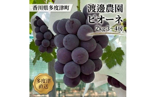 渡邊農園　ピオーネ2kg（3房～4房入り）【令和9年8月中旬頃発送！予約受付中】【B-80】