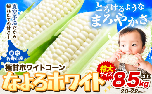 【先行予約】 受付中 とうもろこし ホワイトコーン 「 なよろホワイト 」 8.5kg 以上 20～22本【2025年8月上旬-9月中旬頃出荷】  特大 サイズ北海道 朝採り 真空予冷 冷蔵 高糖度 ピュアホワイト トウモロコシ ギフト お中元 コーン