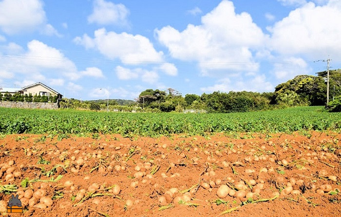 南の島で育った新じゃがは、料理の主役になる美味しさです。