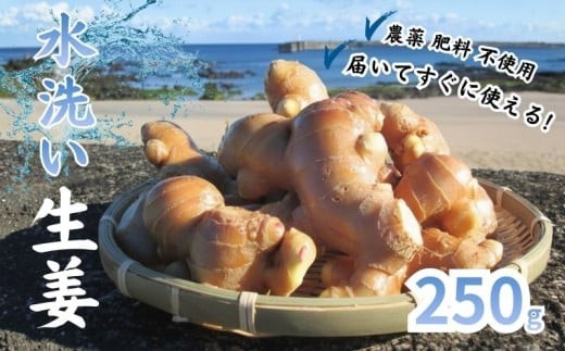 
                  こだわり 農法 生姜 水洗い 250g 自然 生姜 しょうが ショウガ 野菜 調味料 薬味 ジンジャーエール ジンジャー 高知 黒潮町 ふるさと納税 人気 ふるさと納税生姜 ふるさと納税薬味 [1100-2]
                