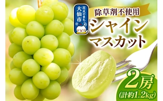 シャインマスカット 2房（合計約1.2kg以上） 神岡縄文農園 秋田県 大仙市産