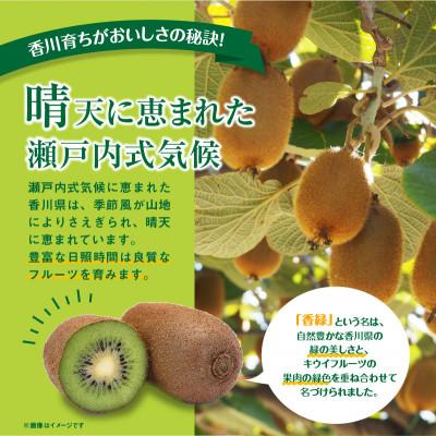 ふるさと納税 高松市 【先行受付2026年】香緑キウイ　約3kg |  | 01