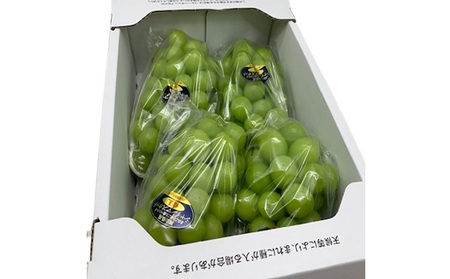 ぶどう 2026年 先行予約 シャイン マスカット 晴王 3～5房 2kg前後 （8月上旬～9月下旬発送分） シャインマスカット