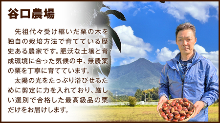 【 谷口農場 】 つやつや 大粒 熟成 生栗 1kg ( 3Lサイズ ) 完熟 栗 くり クリ 栗ごはん 果物 フルーツ　数量限定 [EC002ci]