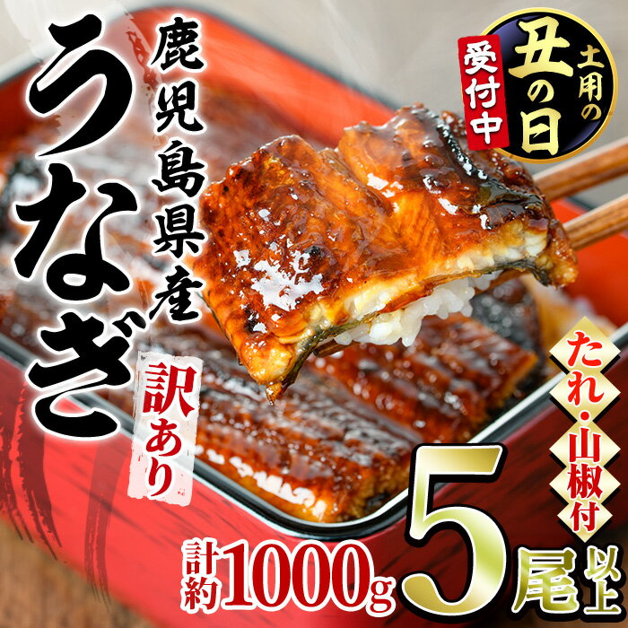 入金確認後、2週間程度でお届け！＜訳あり＞東串良町のうなぎ蒲焼(無頭)(5-7尾・計約1kg・タレ、山椒付)うなぎ生産量日本一の鹿児島県！国産で安心！豊富な地下水で育った鰻の蒲焼き！【アクアおおすみ】