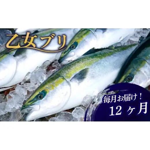 【 ブリ 】 ブリ定期便12ヶ月