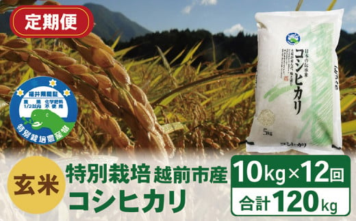 【定期便12回】（令和6年度新米 玄米）特別栽培 越前市産コシヒカリ  10kg×12回