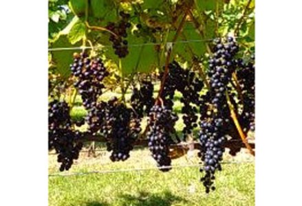 天空の里 光姫 阿寒産ぶどうジュース ふるさと納税 ジュース F4F-0986