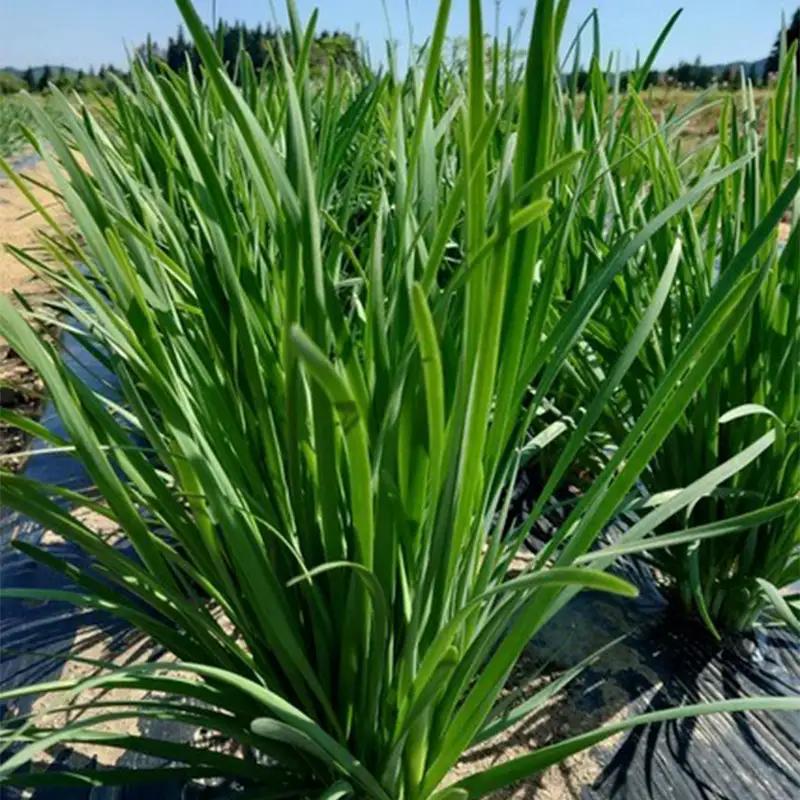 山形県 戸沢村産 にら 1kg(10束) 2026年5月下旬から順次発送 国産 野菜 やさい 韮 ニラ 料理 餃子 炒め物 惣菜 自宅 家庭 F7W-0336