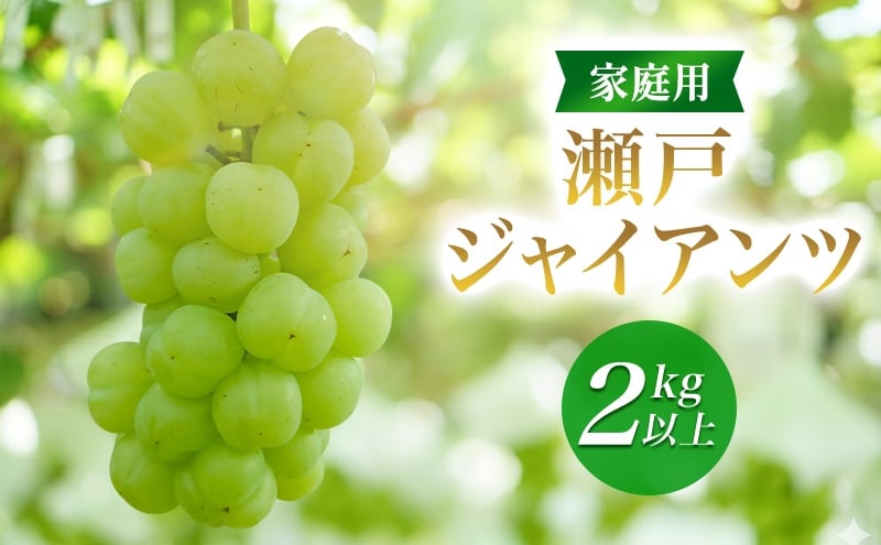 
            2026年産家庭用瀬戸ジャイアンツ２kg以上　果物 ぶどう 葡萄 マスカット フルーツ 大粒 種なし 長野県 駒ケ根市 [№5659-1699]
          