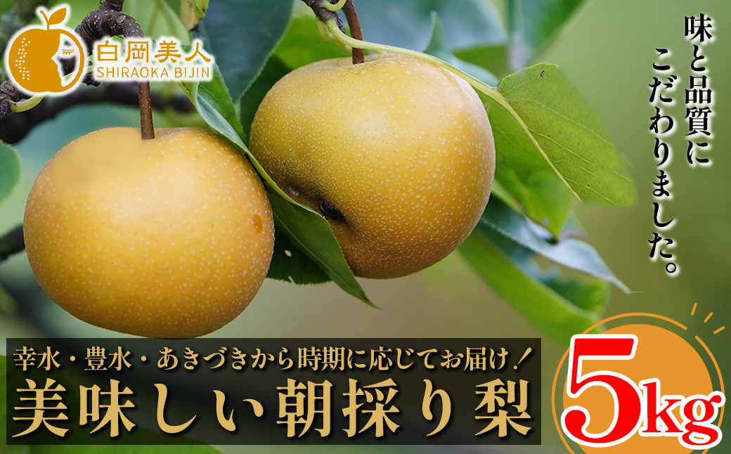 
                  【R9先行予約】梨 5kg 朝採り 埼玉県白岡市産 細田果樹園 幸水・豊水・あきづき 旬の品種おまかせ 5L 9～10玉・4L 11～12玉・3L 13～14玉 味と品質にこだわった梨 フルーツ 常温便 品種指定不可 玉数指定不可 2027年8月上旬より発送 2027年9月10日決済・入金確認分まで
                
