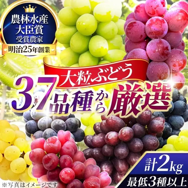 37品種からプロが厳選した「旬の宝石箱」大粒ぶどう詰合せ（シャインマスカット1房含む）約2kg（2026年先行予約 8月上旬～8月中旬発送分）